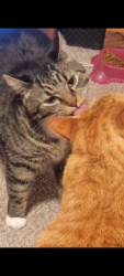 Lost Male Cat last seen 108th and Powell , Portland, OR 97266