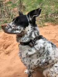 Lost Female Dog last seen Nettleton and west point rd, Spokane, WA 99201