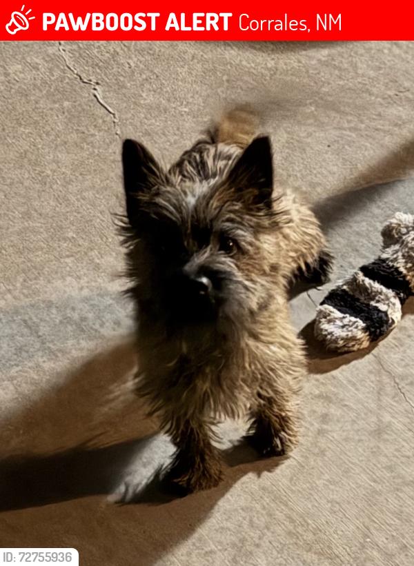 Lost Male Dog last seen Near Railcar Road, Corrales, NM, Corrales, NM 87048