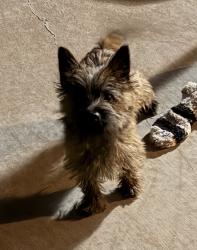 Lost Male Dog last seen Near Railcar Road, Corrales, NM, Corrales, NM 87048
