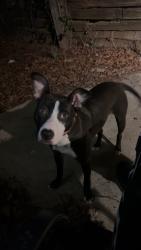 Lost Female Dog last seen CrosdCreek Church, Pelham, AL 35124