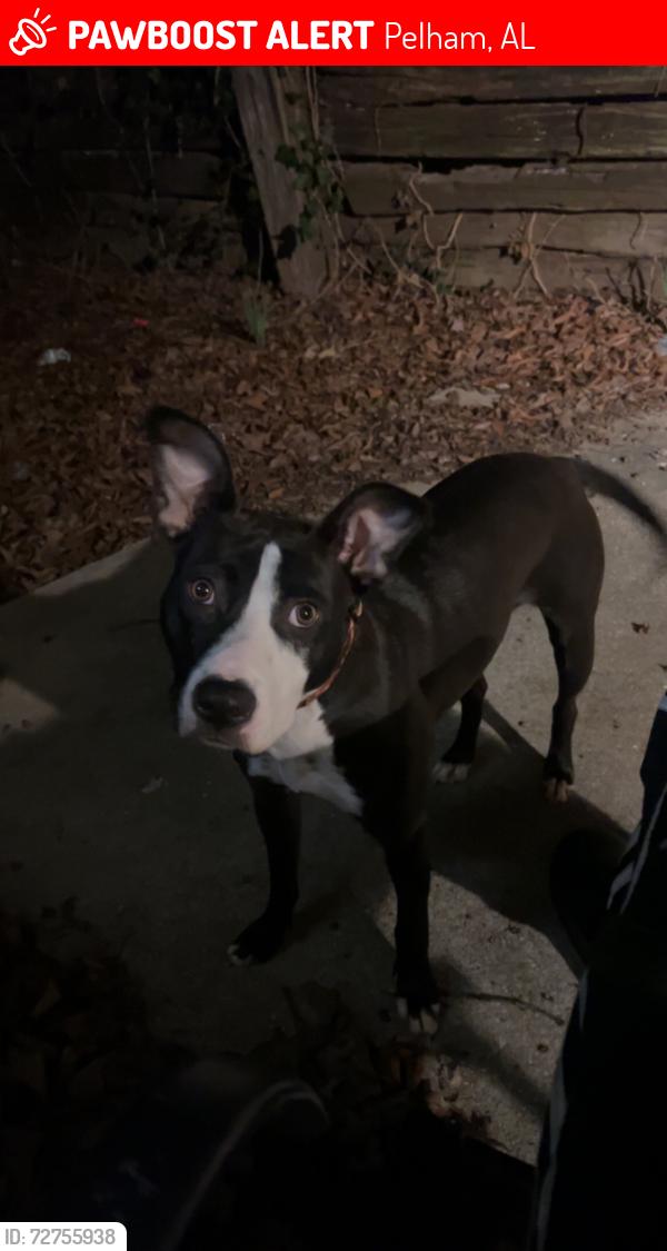 Lost Female Dog last seen CrosdCreek Church, Pelham, AL 35124