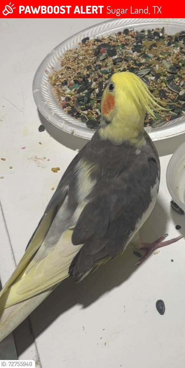 Lost Male Bird last seen Neighbors hse, Sugar Land, TX 77478