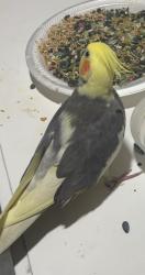Lost Male Bird last seen Neighbors hse, Sugar Land, TX 77478