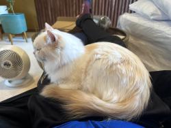 Lost Female Cat last seen 198th, Woodinville, WA 98077