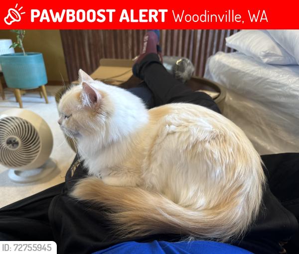 Lost Female Cat last seen 198th, Woodinville, WA 98077