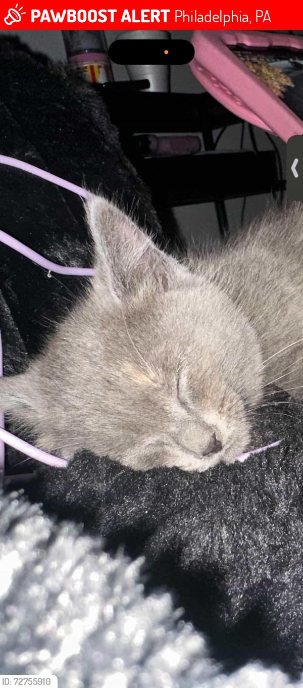 Lost Female Cat last seen Souder Street and Princeton, Philadelphia, PA 19149