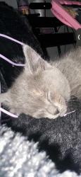 Lost Female Cat last seen Souder Street and Princeton, Philadelphia, PA 19149