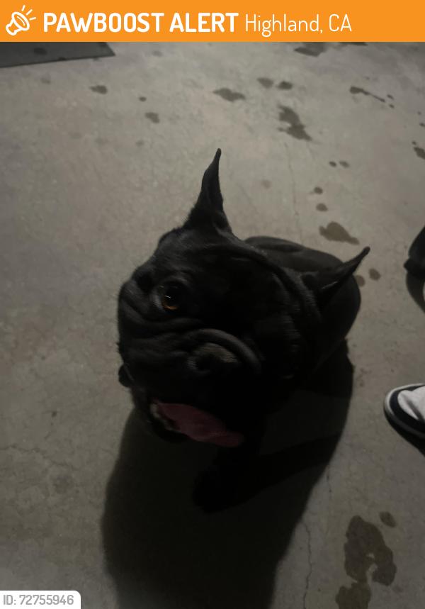 Found/Stray Male Dog last seen Citrus , Highland, CA 92346