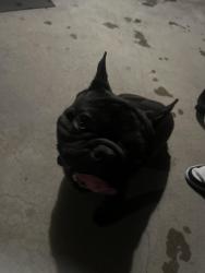 Found/Stray Male Dog last seen Citrus , Highland, CA 92346