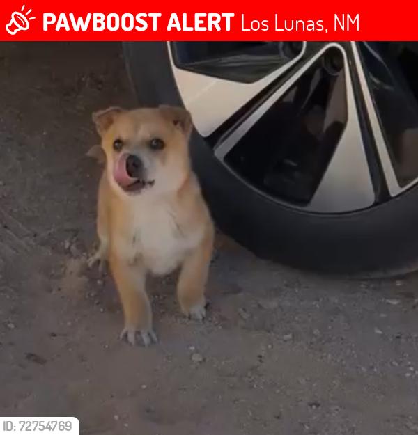 Lost Male Dog last seen El cerro, El Cerro Mission, NM 87031