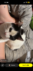 Lost Male Cat last seen Near Wolf Pen Gap Rd Suches ga 30572, Suches, GA 30572