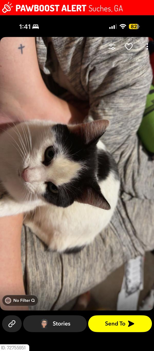 Lost Male Cat last seen Near Wolf Pen Gap Rd Suches ga 30572, Suches, GA 30572