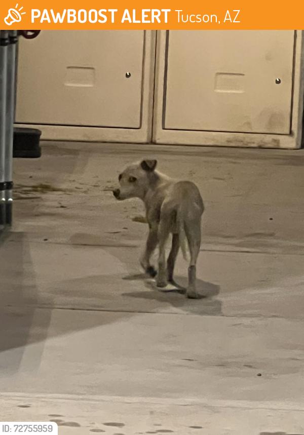 Found/Stray Unknown Dog last seen At whataburger, Tucson, AZ 85756