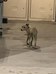 Found/Stray Unknown Dog last seen At whataburger, Tucson, AZ 85756