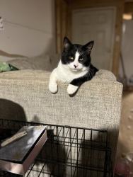 Lost Male Cat last seen pickings road , winding ridge , Adamsville, TN 38310