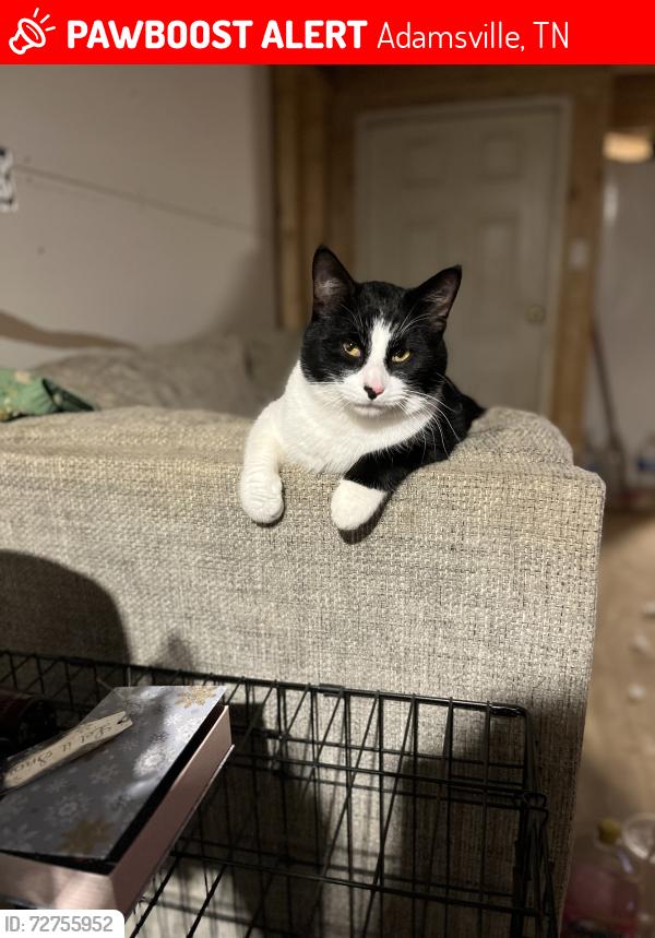 Lost Male Cat last seen pickings road , winding ridge , Adamsville, TN 38310