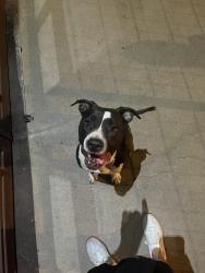 Found/Stray Female Dog last seen Campfire Cycling, Tucson, AZ 85701