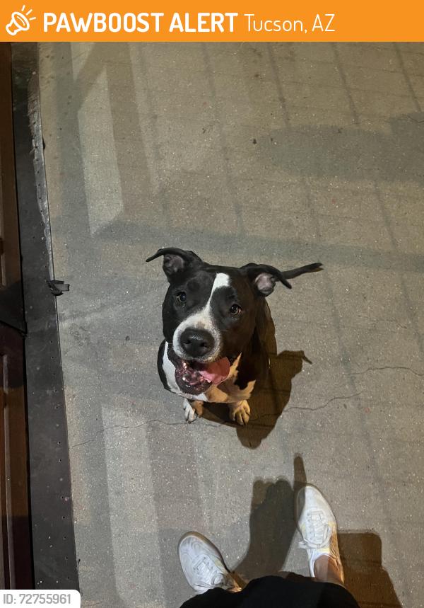 Found/Stray Female Dog last seen Campfire Cycling, Tucson, AZ 85701