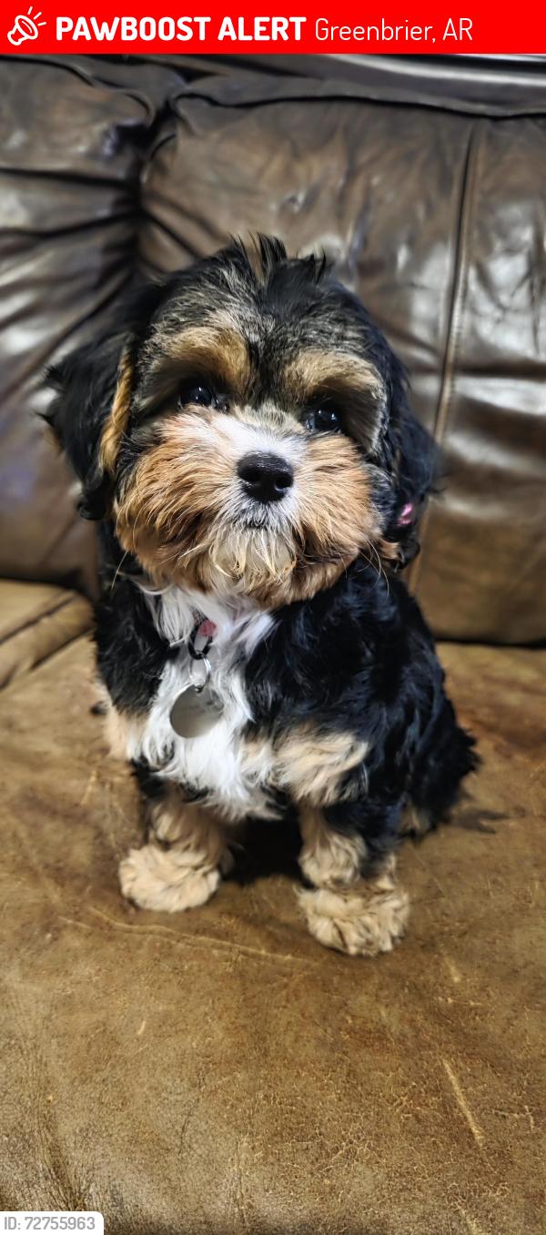 Lost Female Dog last seen Mary Rose Drive, Greenbrier, AR, 72058    Mathews Park, Huddle House, Greenbrier, AR 72058