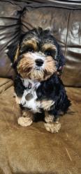 Lost Female Dog last seen Mary Rose Drive, Greenbrier, AR, 72058    Mathews Park, Huddle House, Greenbrier, AR 72058
