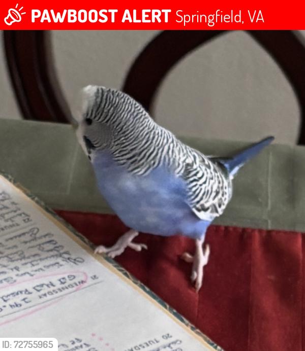 Lost Male Bird last seen Augusta dr, Springfield, VA 22150