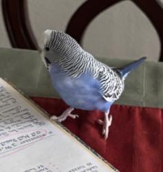 Lost Male Bird last seen Augusta dr, Springfield, VA 22150