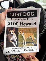 Lost Male Dog last seen Christianna hwy, Lawrenceville, VA 23868