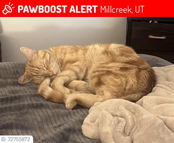 Lost Male Cat last seen Big cottonwood canyon park, Millcreek, UT 84124