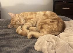 Lost Male Cat last seen Big cottonwood canyon park, Millcreek, UT 84124