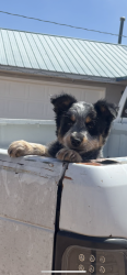 Lost Male Dog last seen El cerro , Los Lunas, NM 87031
