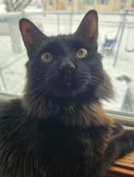 Lost Male Cat last seen Center Ave by Payette Primary, Payette, ID 83661