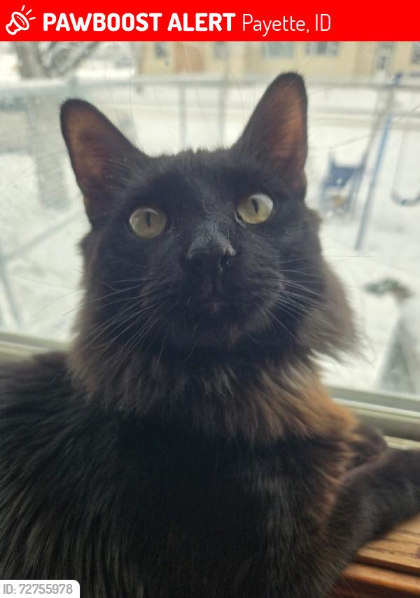 Lost Male Cat last seen Center Ave by Payette Primary, Payette, ID 83661