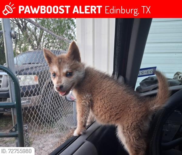 Lost Female Dog last seen Near , Edinburg, TX 78539