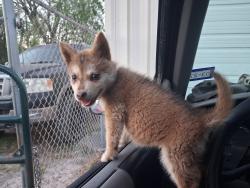 Lost Female Dog last seen Near , Edinburg, TX 78539