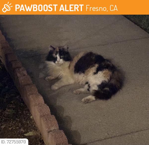 Found/Stray Unknown Cat last seen N First St & E Clinton Ave, Fresno, CA 93703