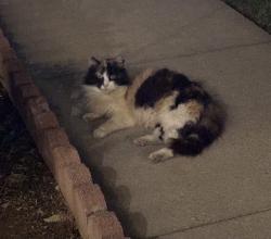 Found/Stray Unknown Cat last seen N First St & E Clinton Ave, Fresno, CA 93703