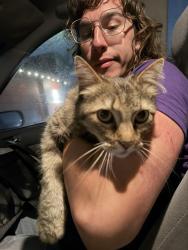 Found/Stray Female Cat last seen Oceanview Elementary School, Arroyo Grande, CA 93420