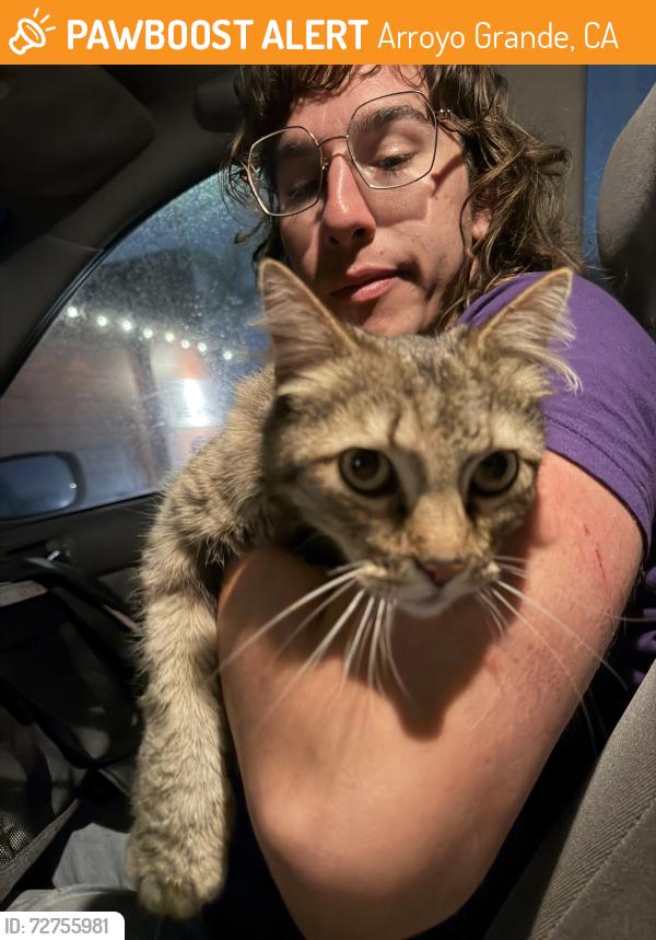 Found/Stray Female Cat last seen Oceanview Elementary School, Arroyo Grande, CA 93420