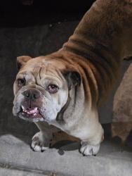 Found/Stray Male Dog last seen Marie, Antioch, CA 94509
