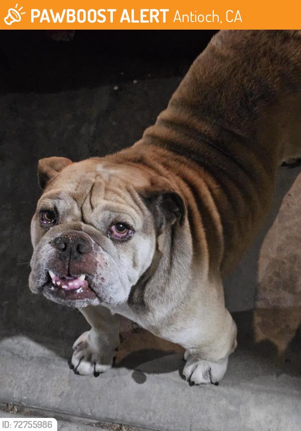 Found/Stray Male Dog last seen Marie, Antioch, CA 94509