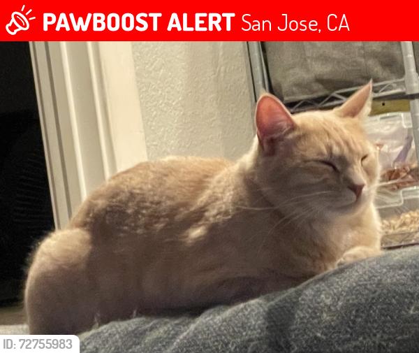Lost Male Cat last seen Josephina/Auzerais/Illinois, San Jose, CA 95125