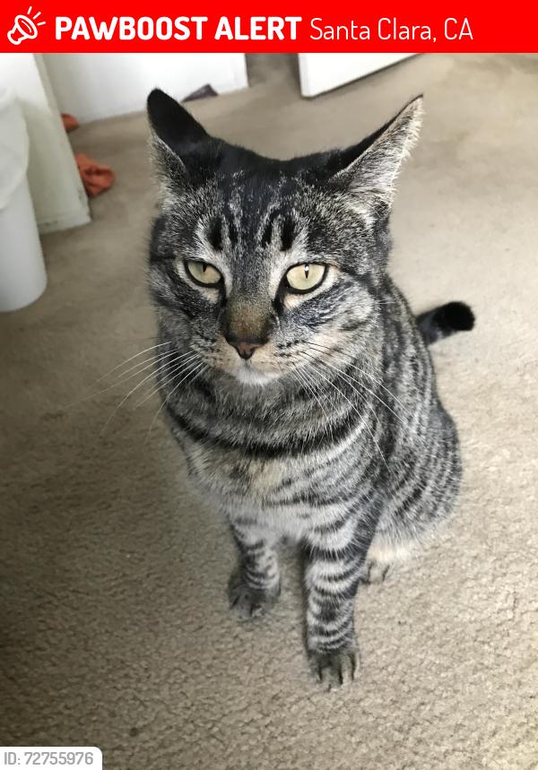 Lost Female Cat last seen Lehigh, Eden Dr.Kenyon Dr,Oxford Drive, Santa Clara, CA 95051