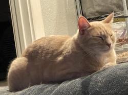 Lost Male Cat last seen Josephina/Auzerais/Illinois, San Jose, CA 95125