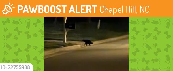 Found/Stray Unknown Dog last seen Intersection of Palafox Dr and Rowe Rd, Chapel Hill, NC 27516