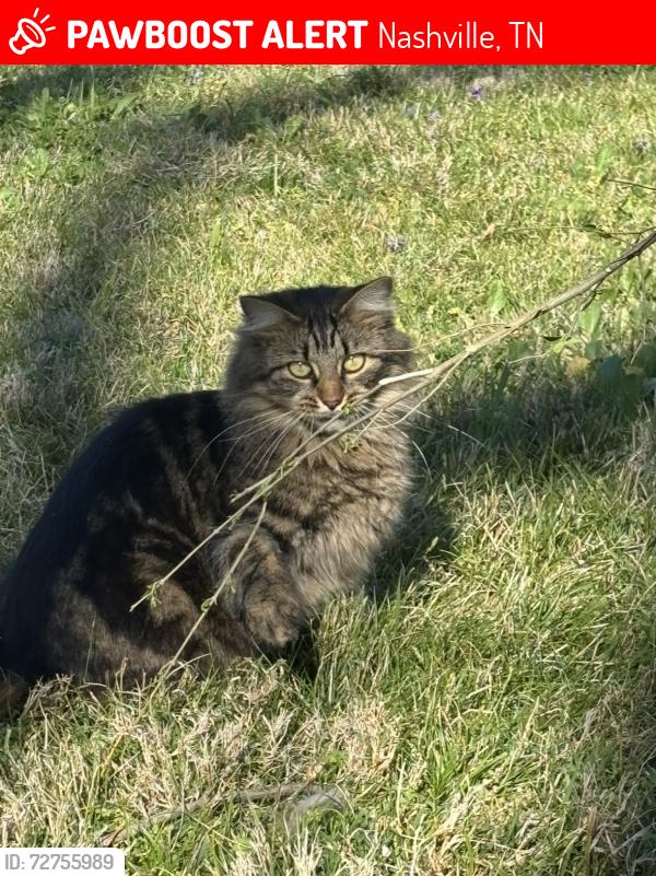 Lost Female Cat last seen Moran Ave. East Nashville, Nashville, TN 37216