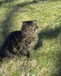 Lost Female Cat last seen Moran Ave. East Nashville, Nashville, TN 37216