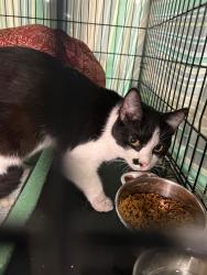 Shelter Stray Female Cat last seen , Portland, IN 47371