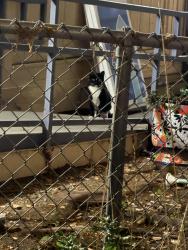Found/Stray Unknown Cat last seen Oak Avenue and Chelsea Avenue, Los Altos, CA 94024