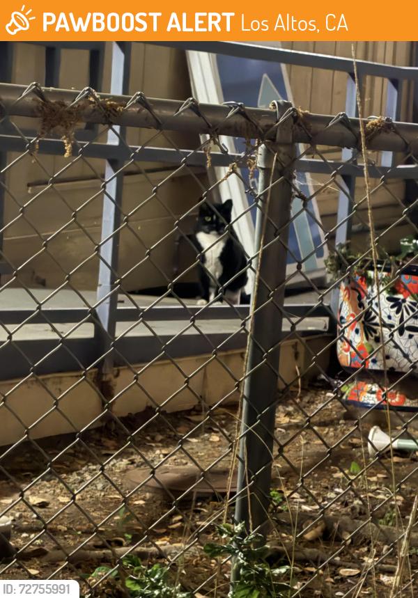 Found/Stray Unknown Cat last seen Oak Avenue and Chelsea Avenue, Los Altos, CA 94024